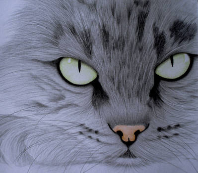 CAT FACE by sinsenor