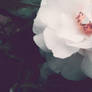 rose-tinted petals