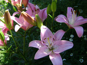 Lovely Lilies