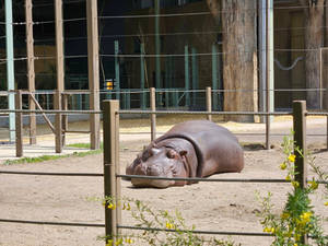 Lazing Hippopotamus