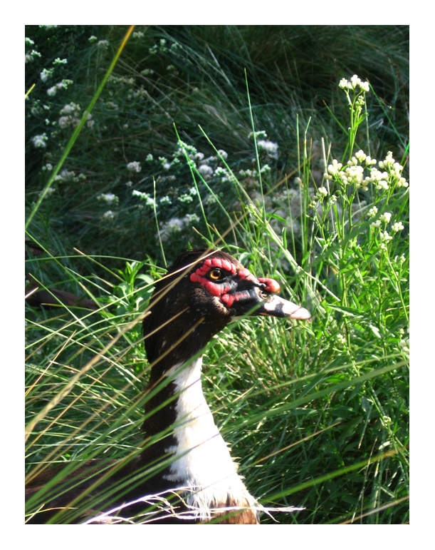 pato de pascuas