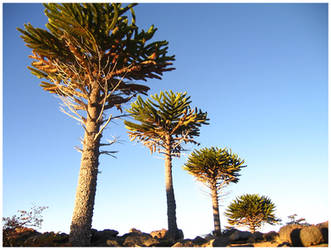 araucarias