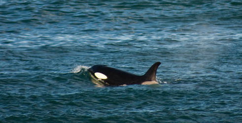 Orcas en el mar