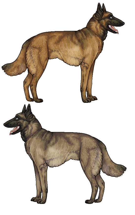 Malinois