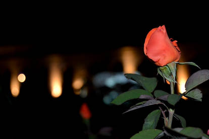 Red roses by night