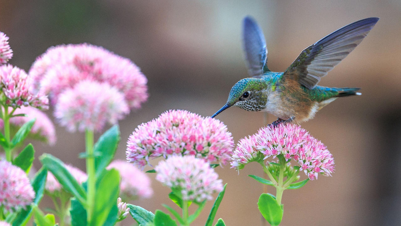 Hummingbird Springtime Wp12163614-spring-hummingbird-flowers-wallpapers by sillyjellybeans on ...