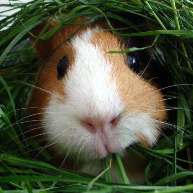 Fresh grass! Yummy!