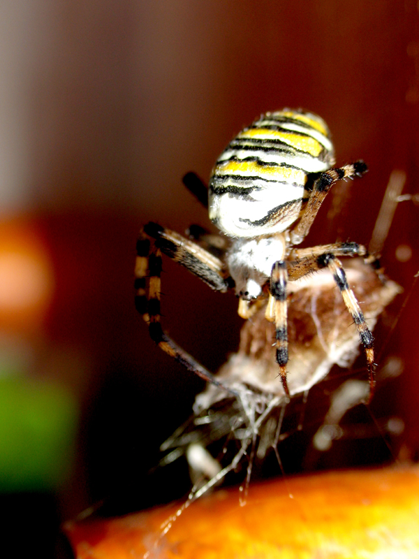 Wasp Spider