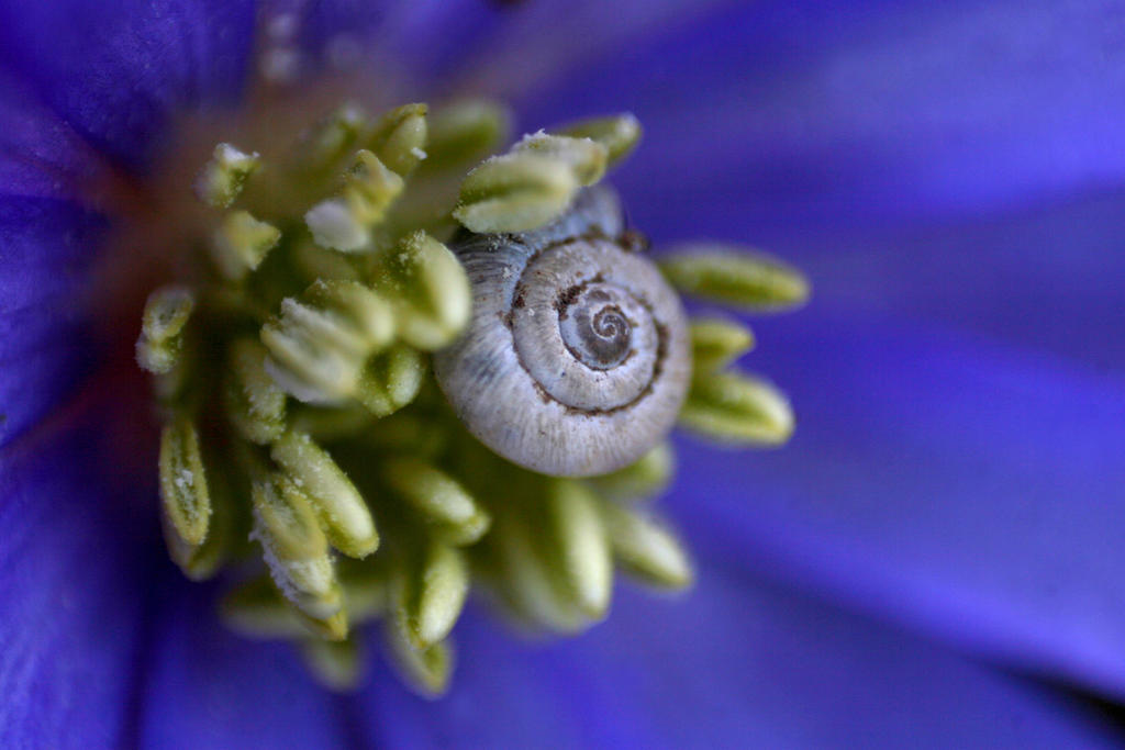 flower and snail