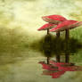 076 Fly Agaric Reflection