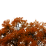 762 Autumn Tree Cutout 01