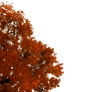 763 Autumn Tree Cutout 02