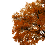764 Autumn Tree Cutout 03