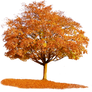 765 Autumn Tree