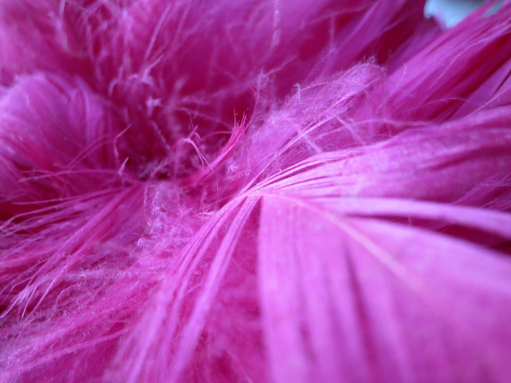 841 Some Pink  Feathers