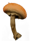 981 Mushrooms 02