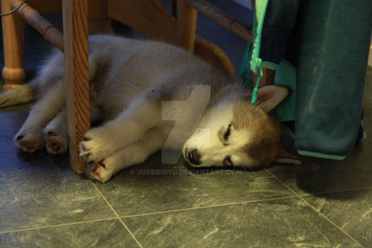 Misha asleep