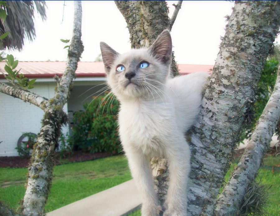 benji, conqueror of the tree by statocyst on DeviantArt