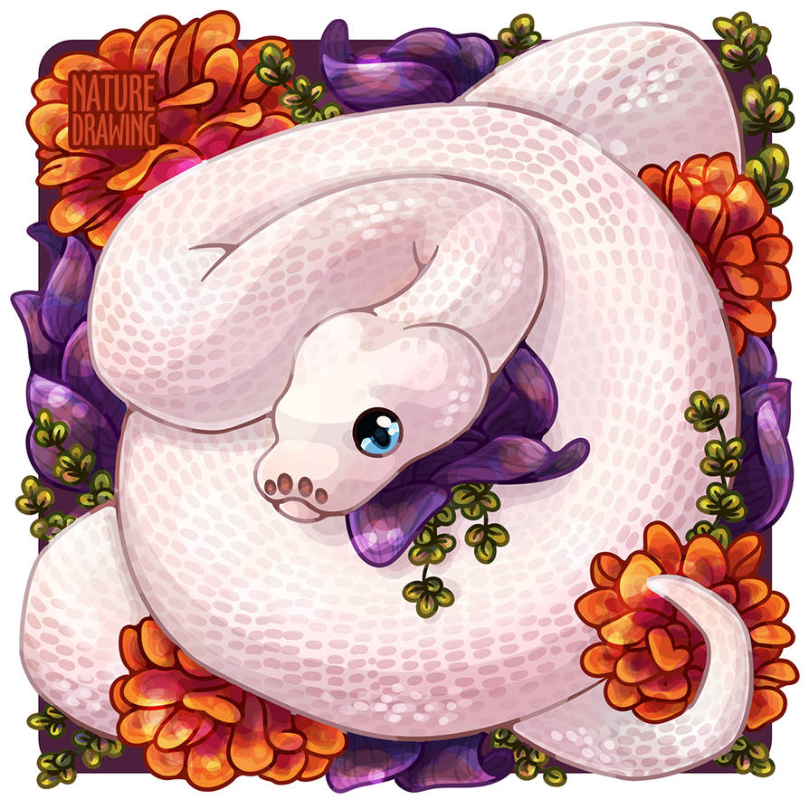 Ball python by Nature-Drawing on DeviantArt