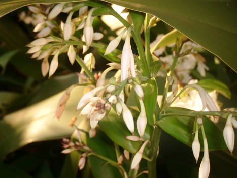 Flower buds