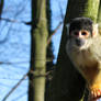 Squirrel monkey