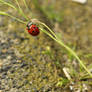 Climbing ladybug