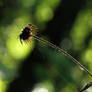 Silhouette of a plant