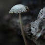 Lonely mushroom