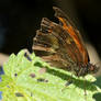 Side view of a butterfly