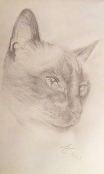 Cat portrait