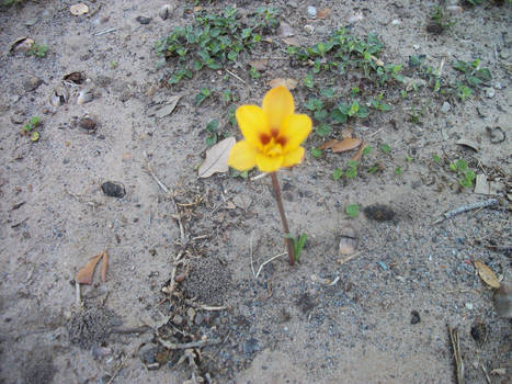 Beauty In Barren Soil