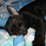 My black cat sleeping..