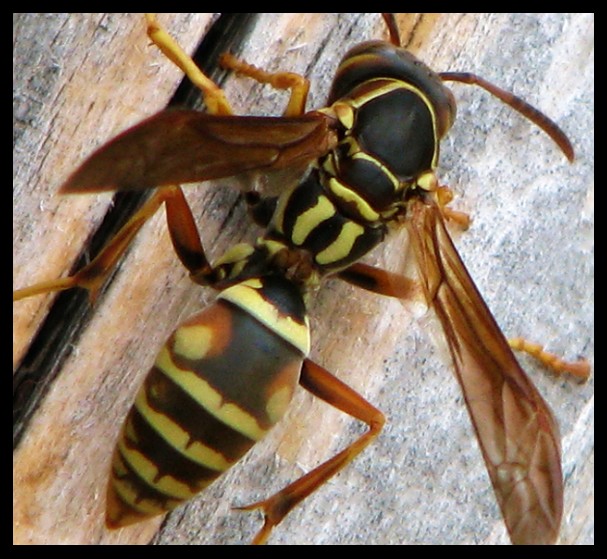 Wasp