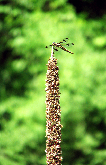 Dragonfly