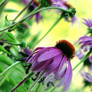 Coneflowers