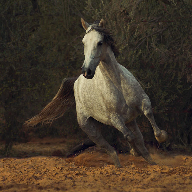 Лошади 9 лет. Войтек Квятовски лошади. Войтек Квятковский фото лошадей. Коннемара лошадь. Арабский скакун галоп.