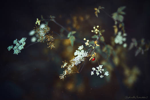 Lady Bloom