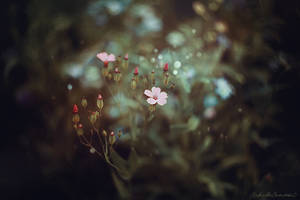 Let's be a Wildflower