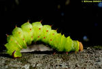 Techno Caterpillar by eliastucker