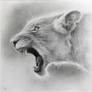 Lioness