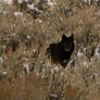 Yellowstone Wolf, 1