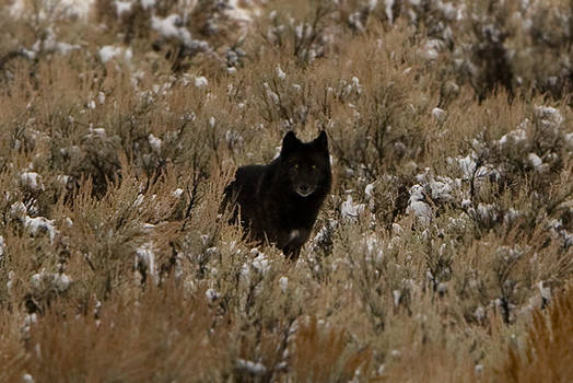 Yellowstone Wolf, 1