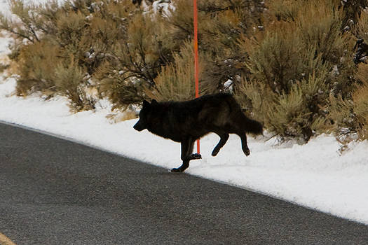 Yellowstone Wolf, 2