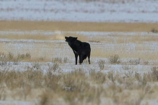 Yellowstone Wolf, 3