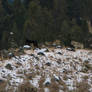 Yellowstone Wolves, 4