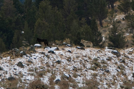 Yellowstone Wolves, 4