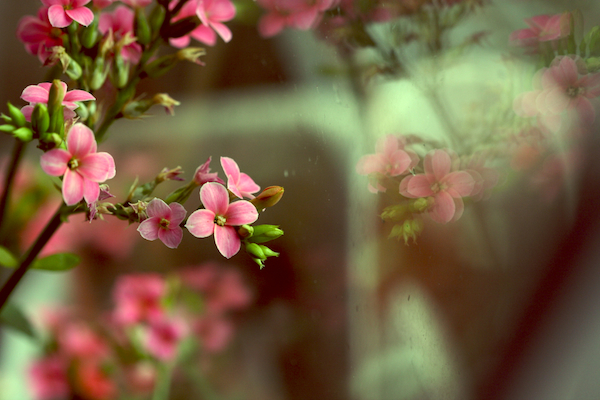 some flowers