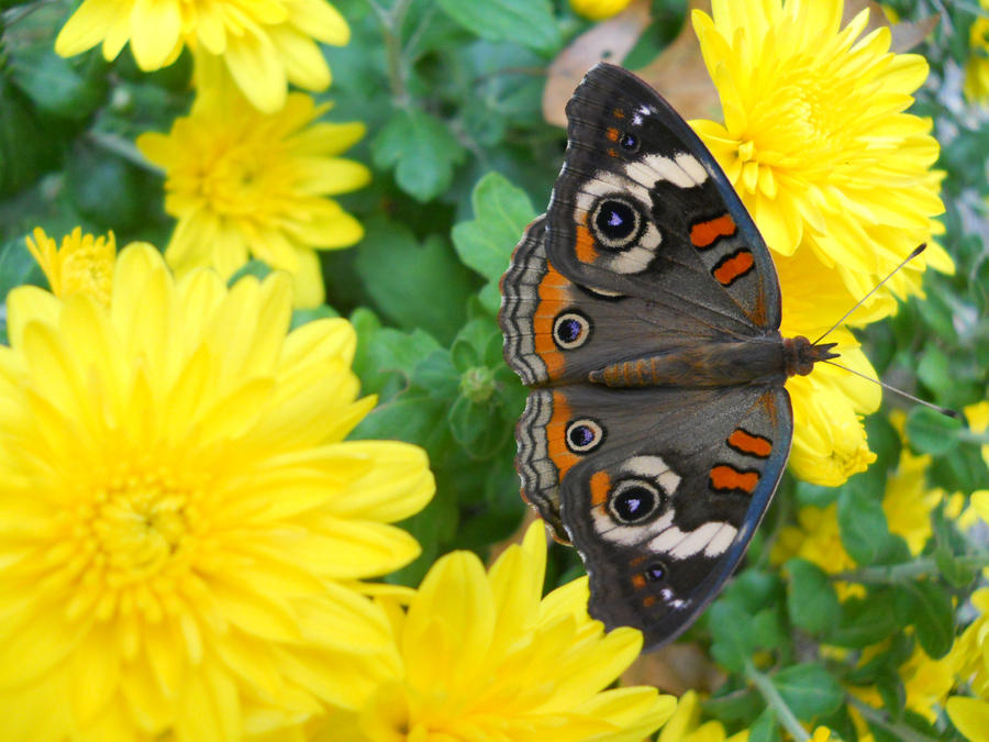 Butterfly on a Yellow Flower