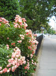 Roses Near Dupont Circle by Chlodulfa