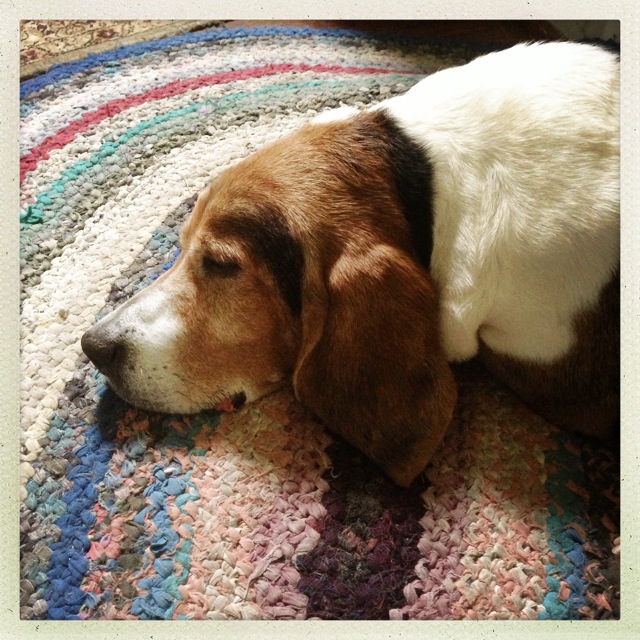 Dog on a Rug